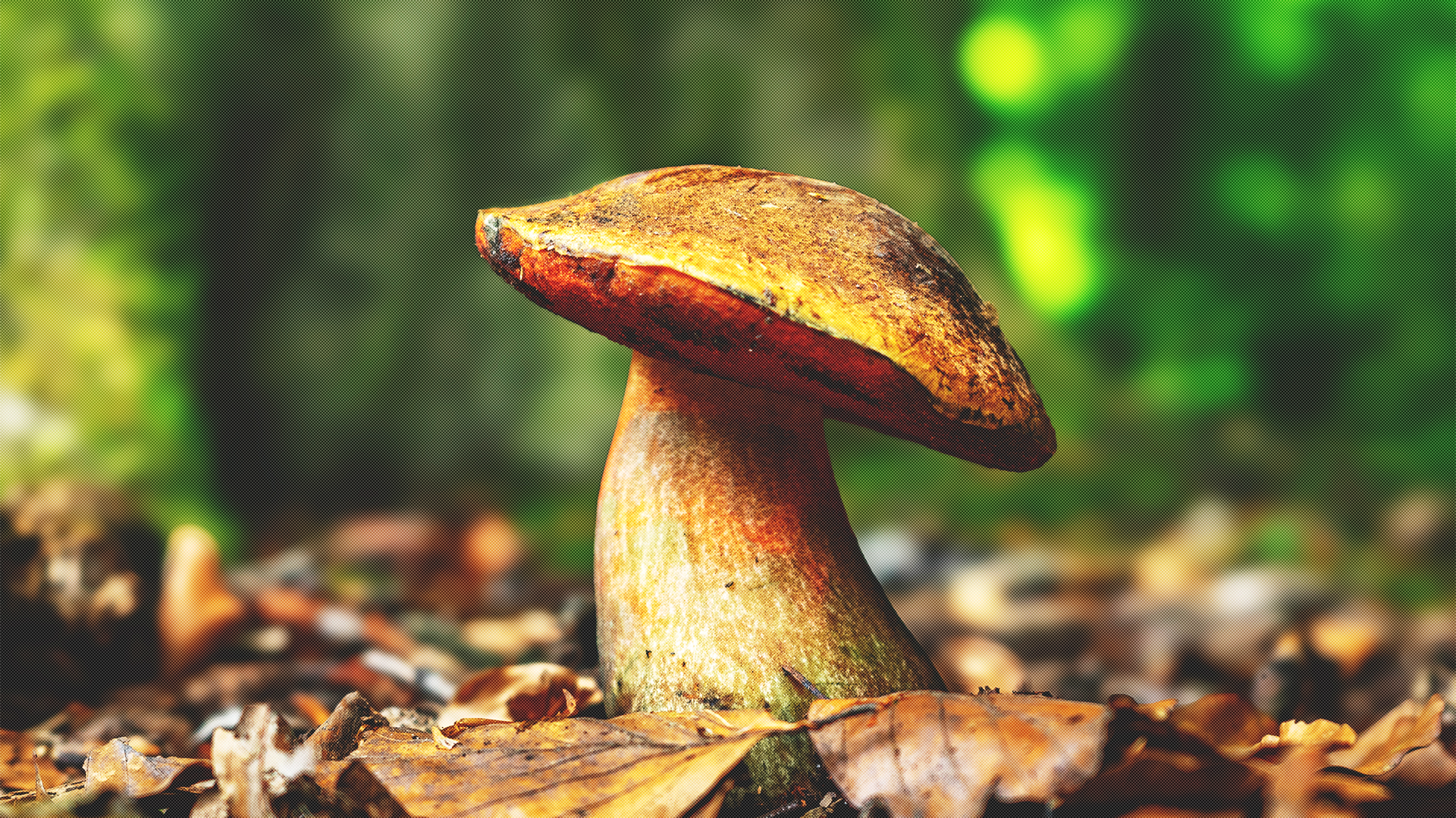 Pilze sammeln in Hann. Münden