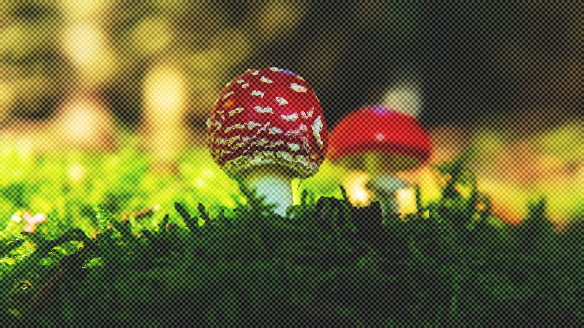 Giftige Pilze in Hann. Münden