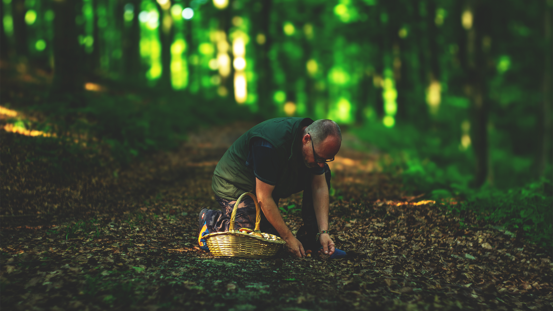Pilze sammeln und bestimmen