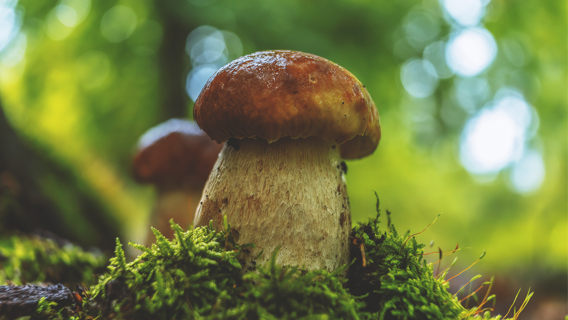 Steinpilze sammeln in Hann. Münden